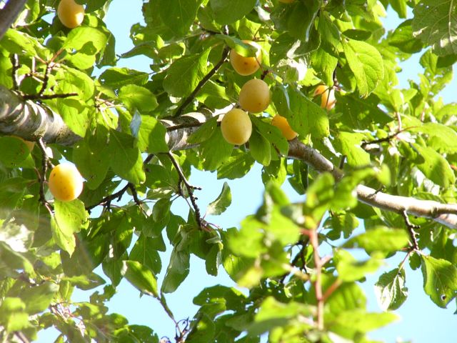 Früchte am Baum
