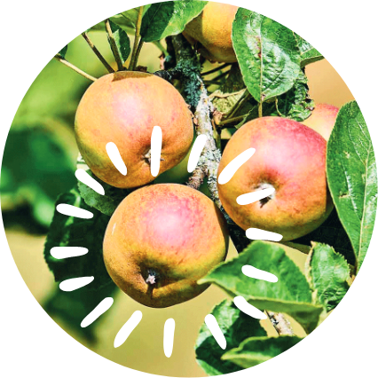 Apfel